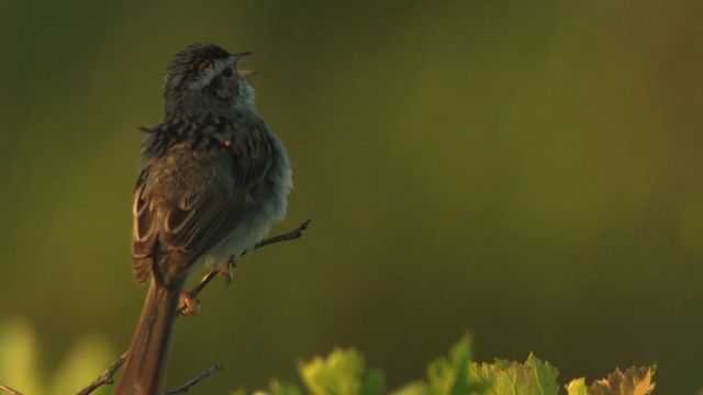 Clay-colored Sparrow - ML476818