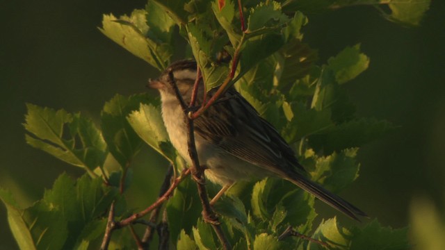 Clay-colored Sparrow - ML476819