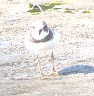 Semipalmated Plover - ML476820461