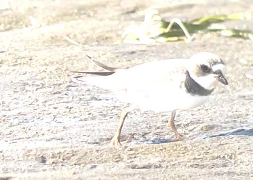 Semipalmated Plover - ML476820471