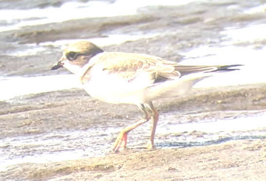 Semipalmated Plover - ML476820481