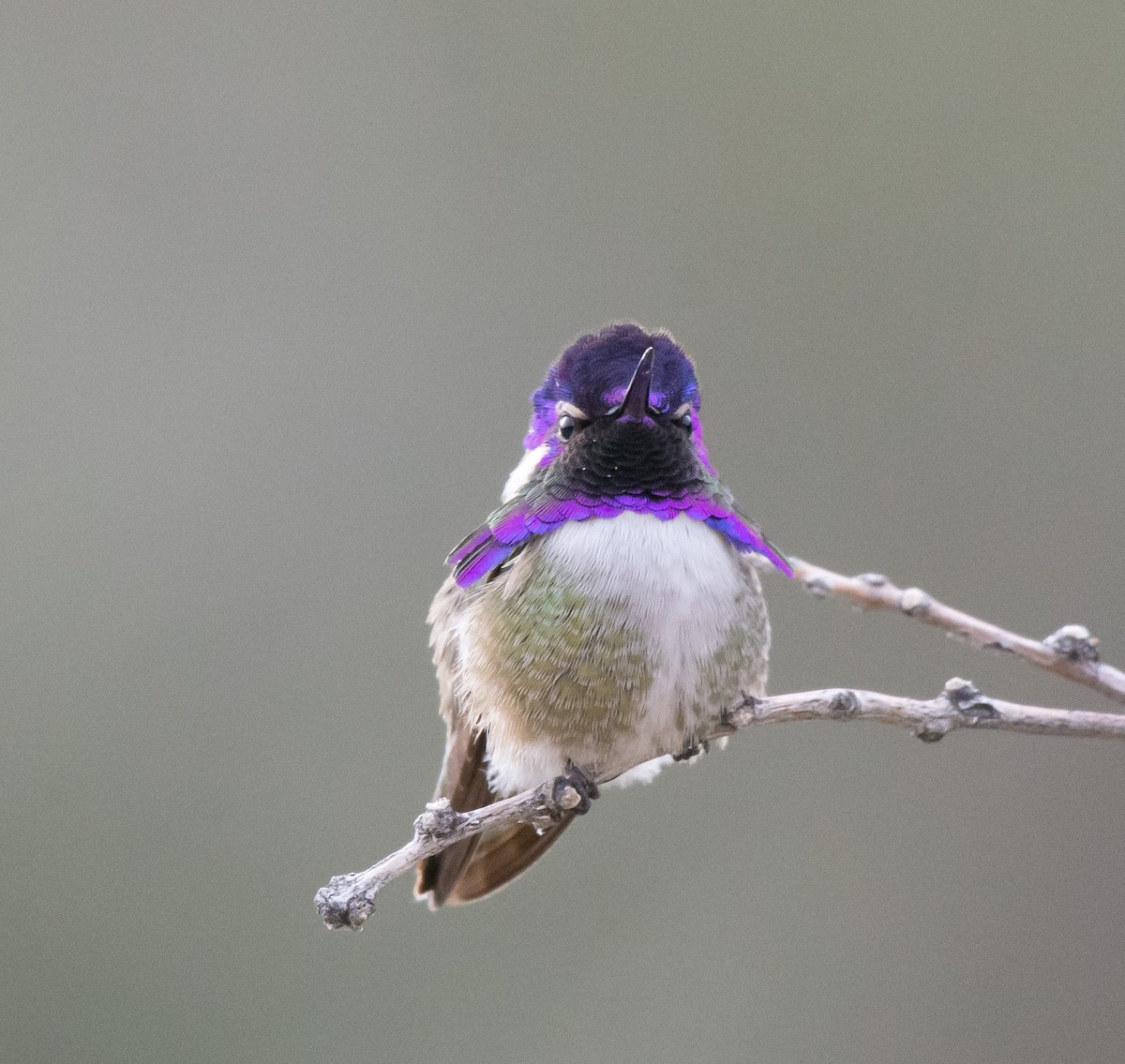 Costa's Hummingbird - ML47682301