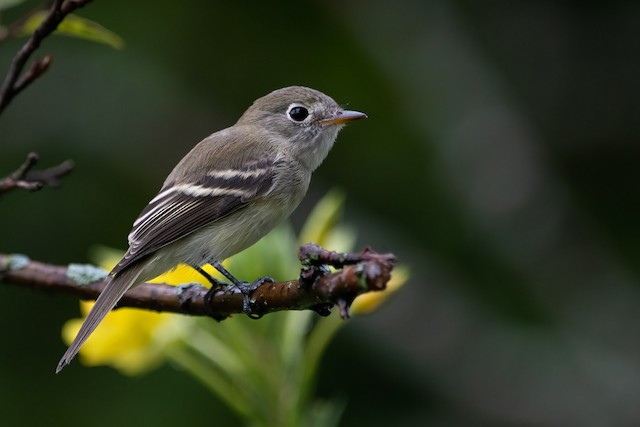 least flycatcher