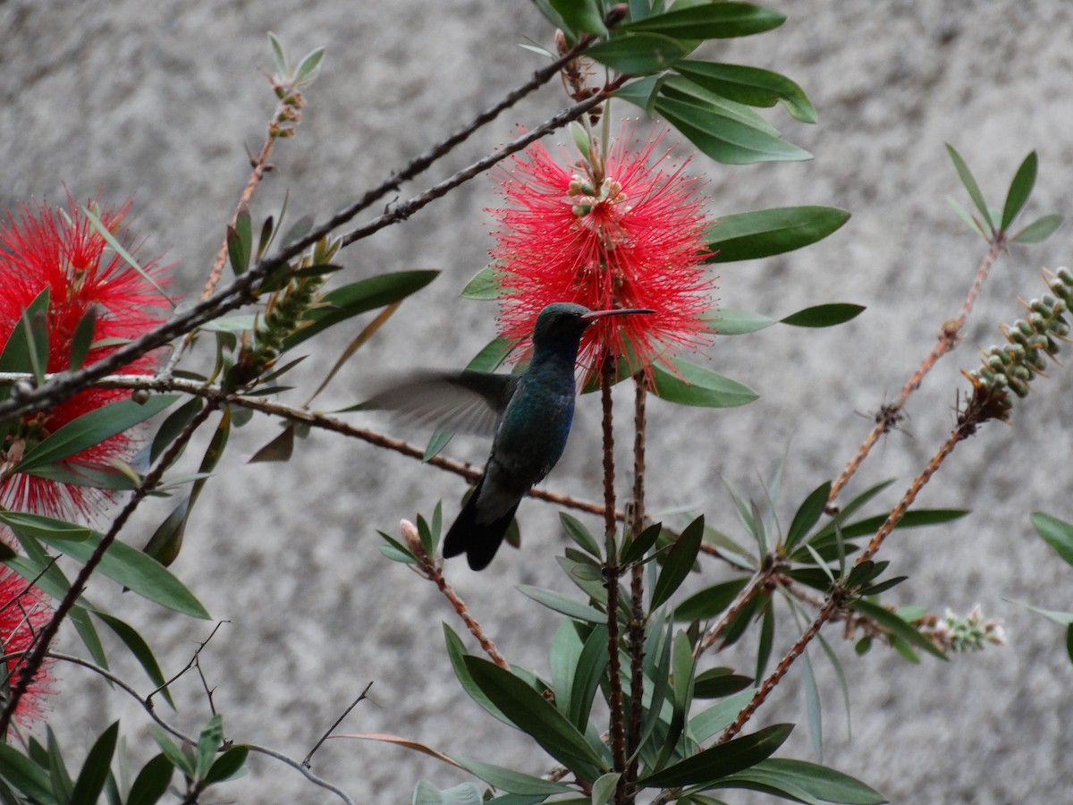 Broad-billed Hummingbird - ML47683101