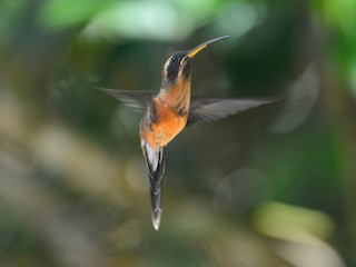  - Black-throated Hermit