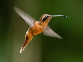  - Gray-chinned Hermit (Gray-chinned)