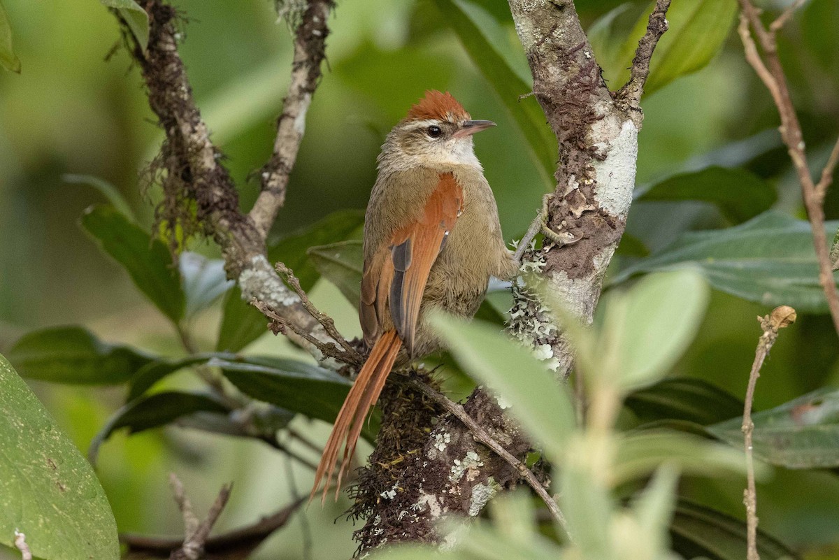 Line-cheeked Spinetail - ML476843321