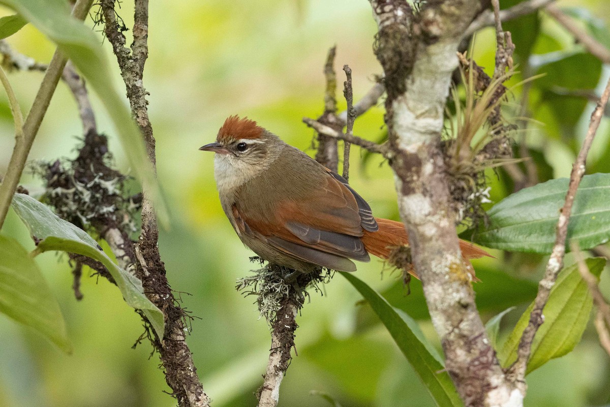 Line-cheeked Spinetail - ML476843421
