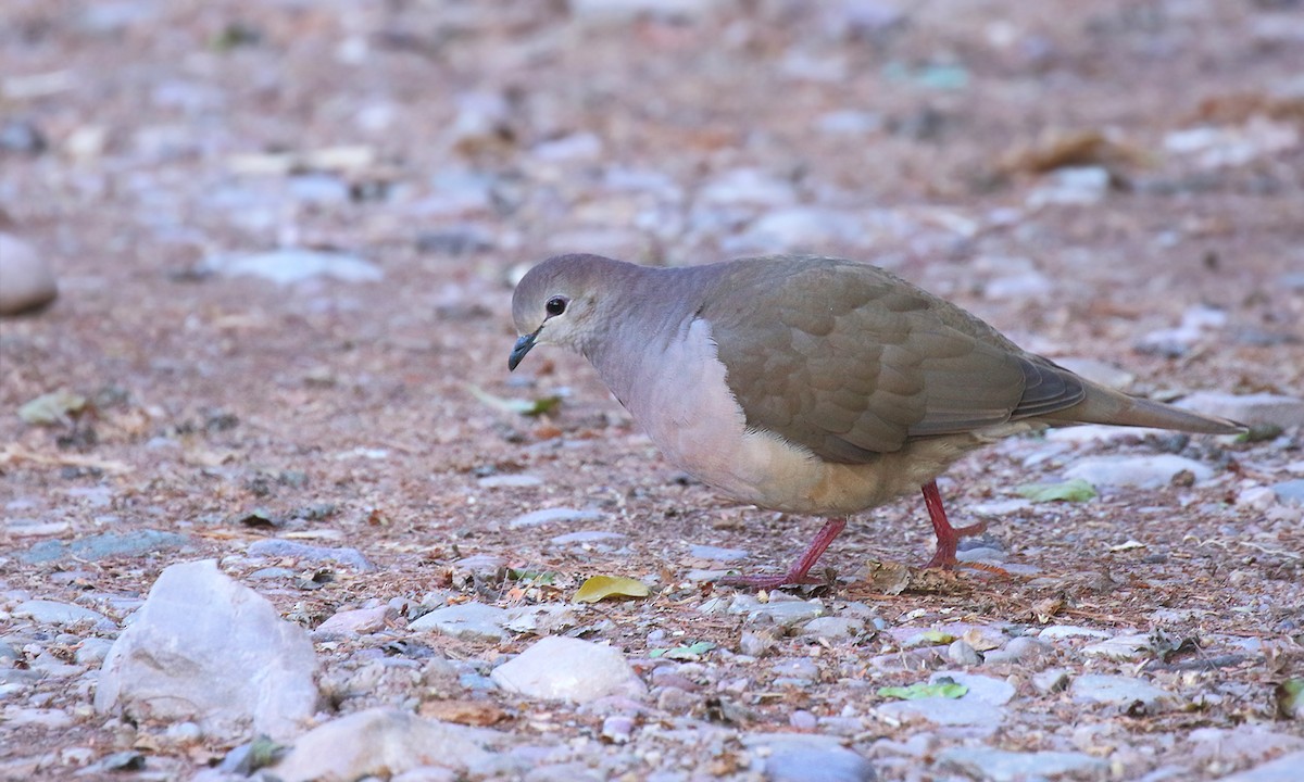Large-tailed Dove - ML476846961