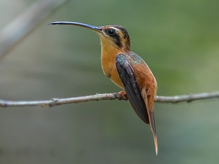  - Reddish Hermit