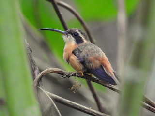  - White-browed Hermit