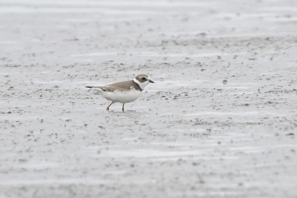 Semipalmated Plover - Dana Siefer