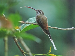  - Sooty-capped Hermit