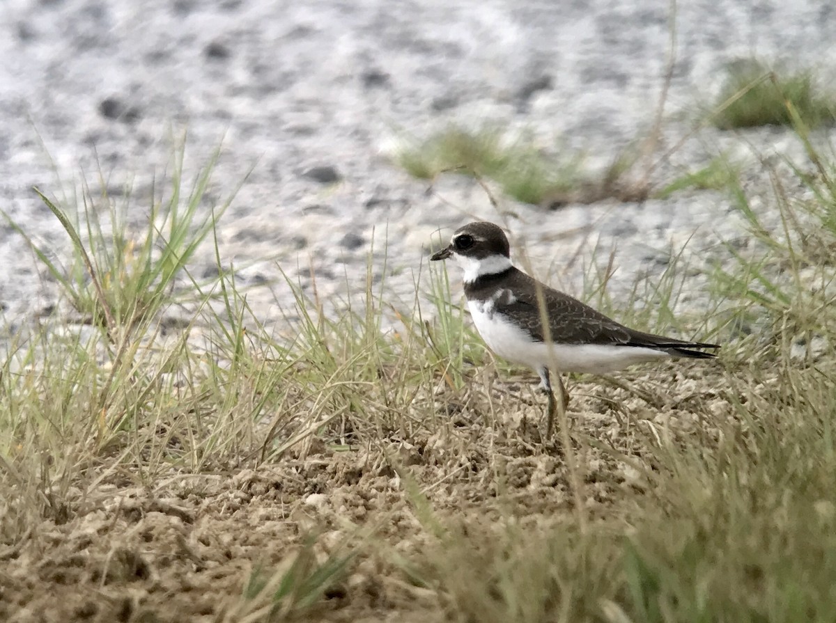 Semipalmated Plover - N KC