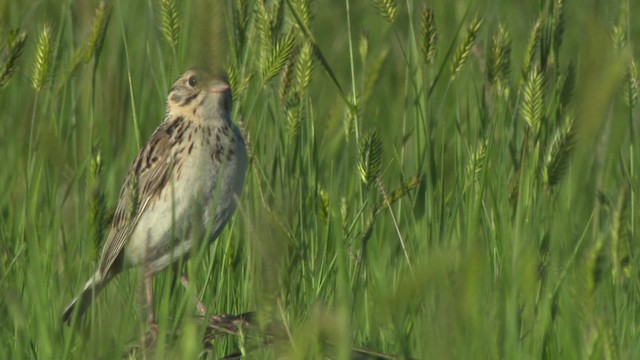 Baird's Sparrow - ML476859