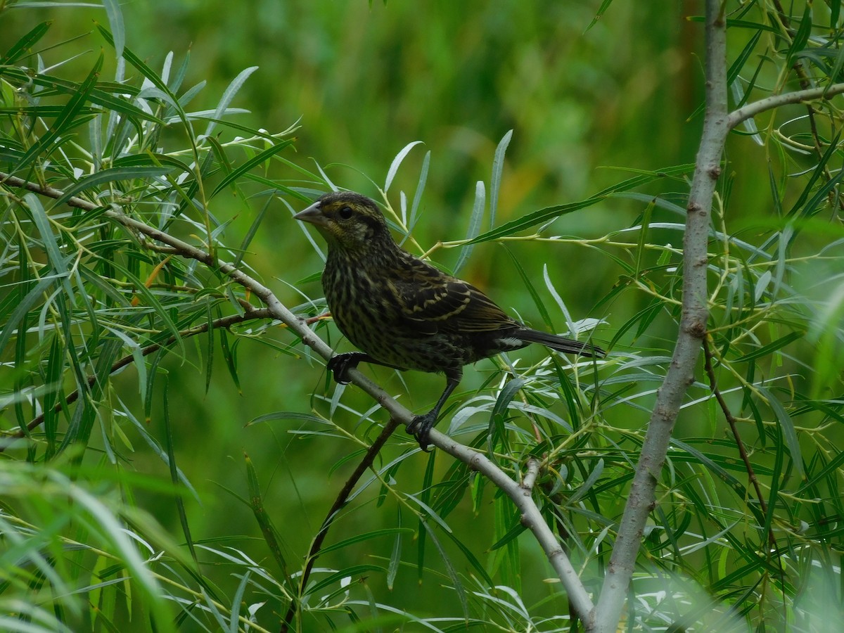 Red-winged Blackbird (Red-winged) - ML476863941