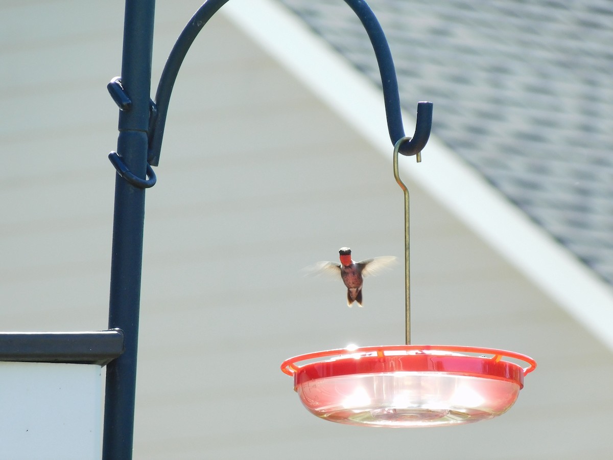Ruby-throated Hummingbird - ML476864751