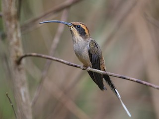  - Scale-throated Hermit