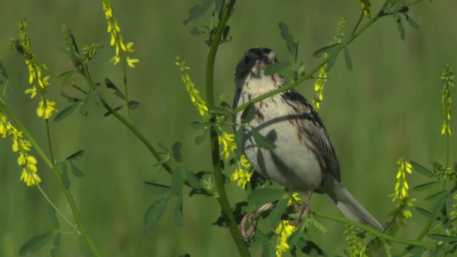 Baird's Sparrow - ML476867