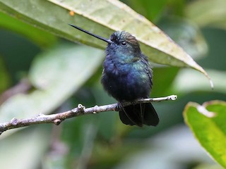  - Blue-fronted Lancebill