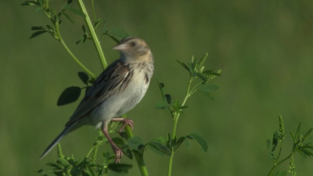 Baird's Sparrow - ML476868