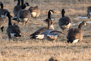 Pink-footed Goose, ML47686841