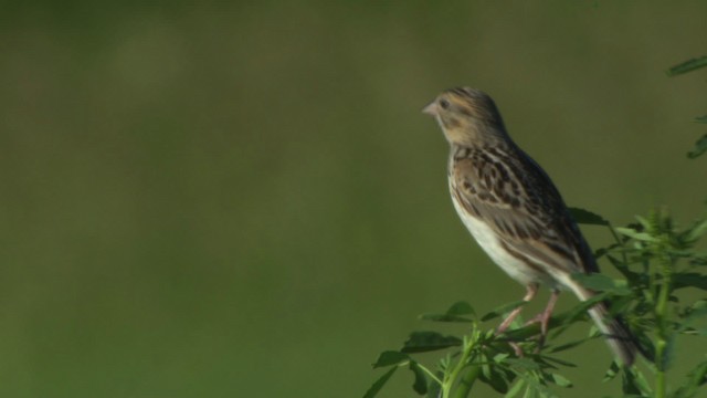 Baird's Sparrow - ML476869