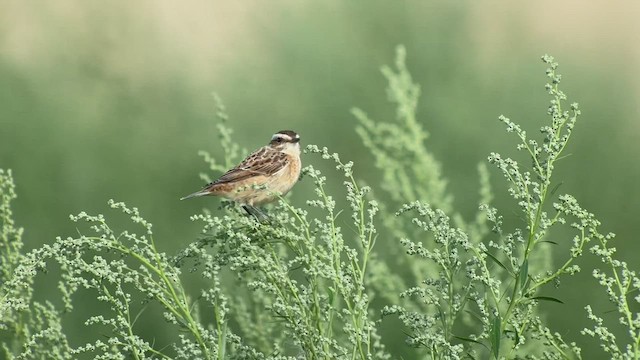 Whinchat - ML476870841