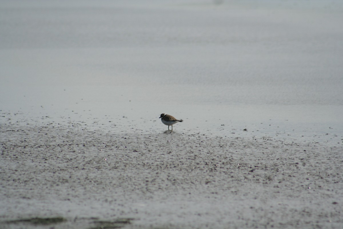 Common Ringed Plover - ML47687721