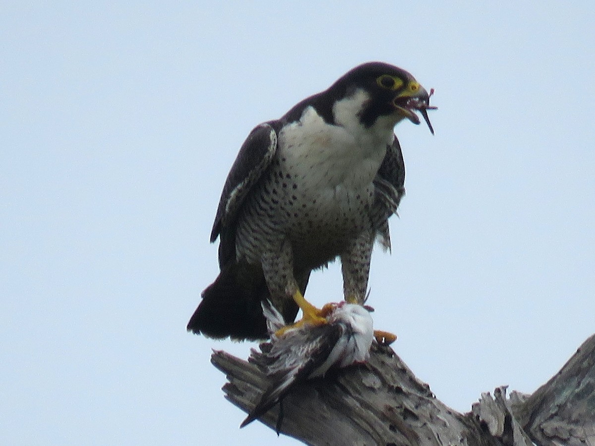 Peregrine Falcon - Norman Uyeda