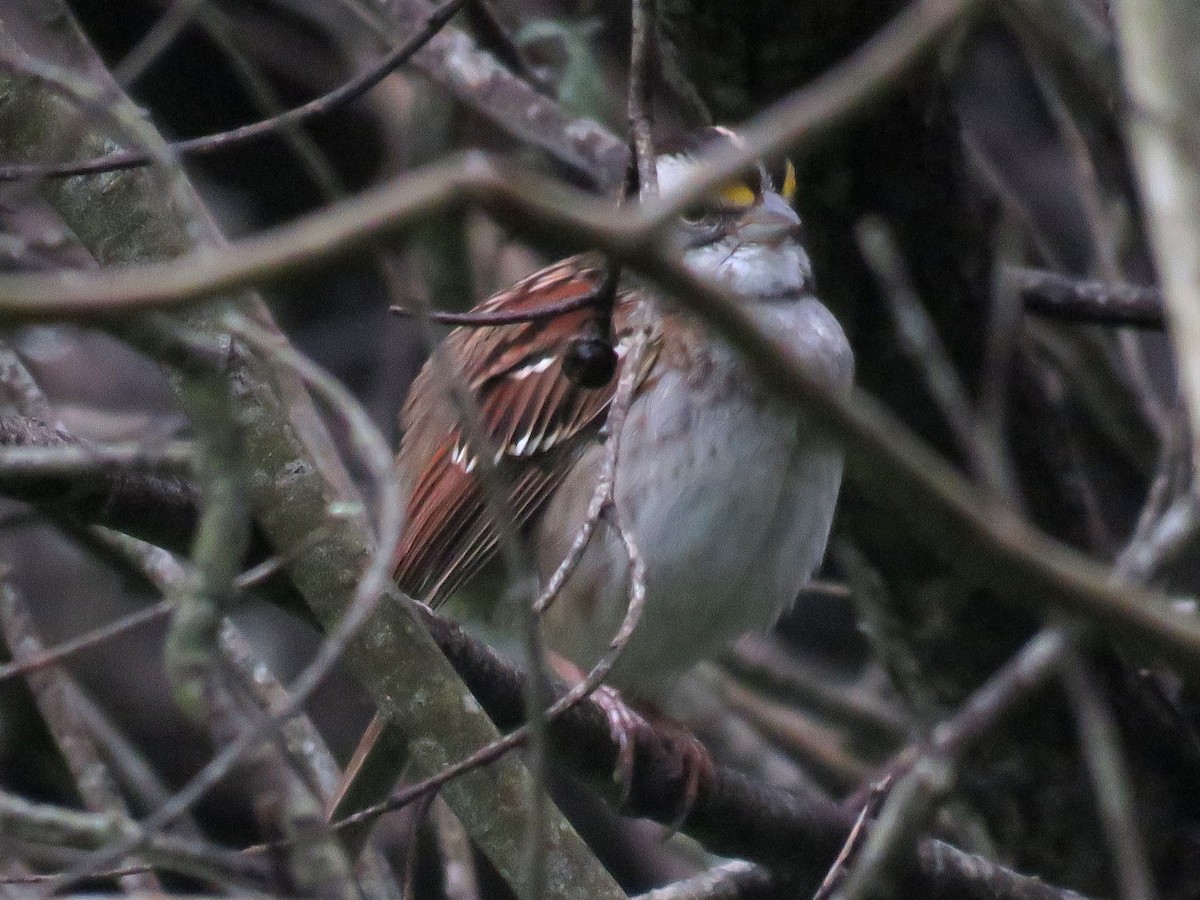 White-throated Sparrow - Norman Uyeda