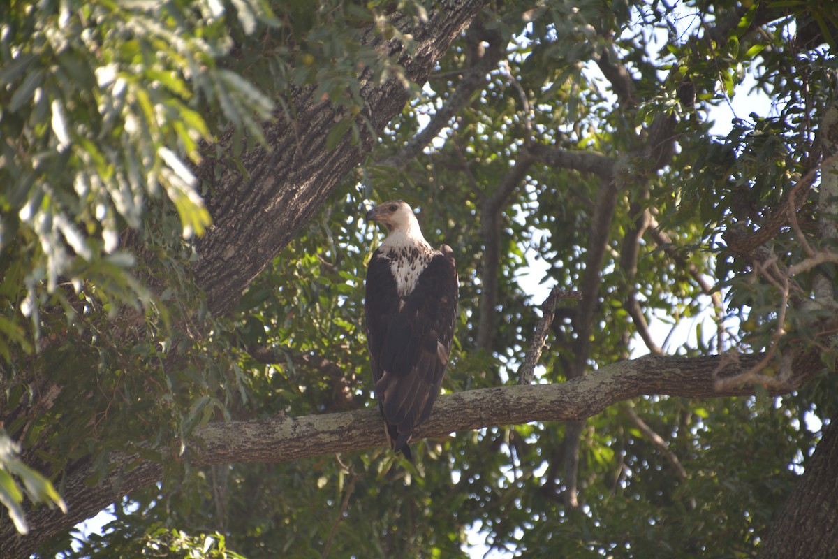 African Fish-Eagle - ML476880581