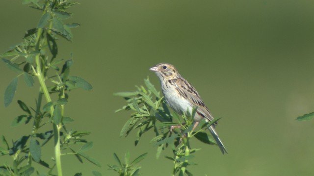 Baird's Sparrow - ML476882