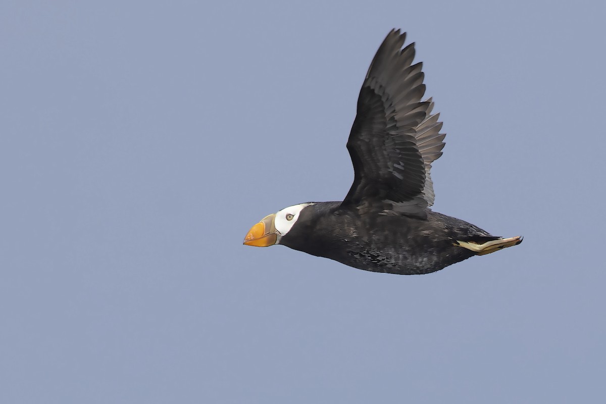Tufted Puffin - ML476883431