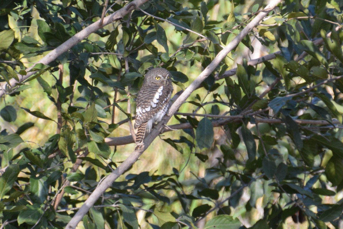 African Barred Owlet - ML476890791
