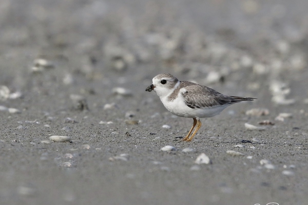 Piping Plover - Adrian  Alayola