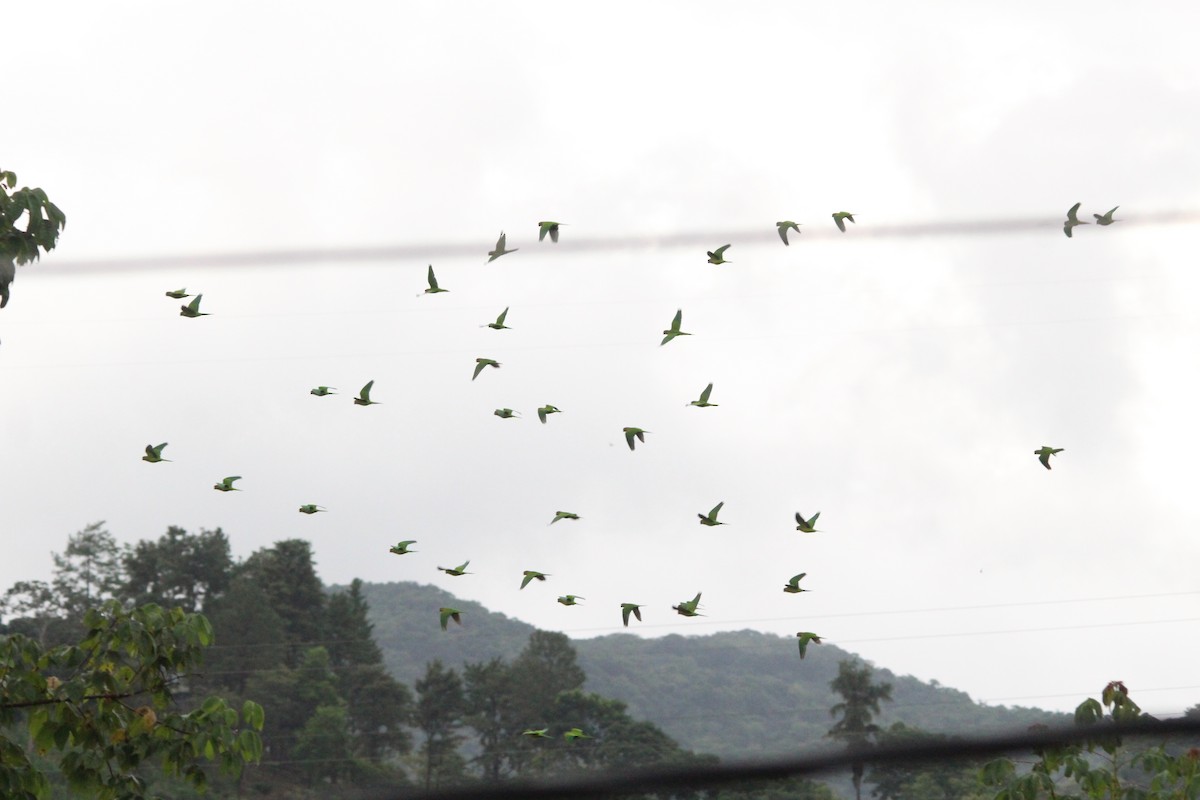 Brown-throated Parakeet (Veraguas) - ML476898411