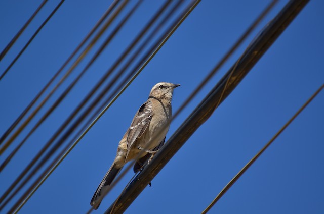 Bird&nbsp;perched on cables. - Chilean Mockingbird - 