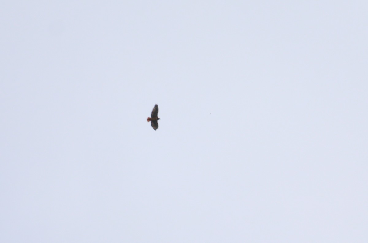 Red-tailed Hawk (kemsiesi/hadropus) - ML476913981