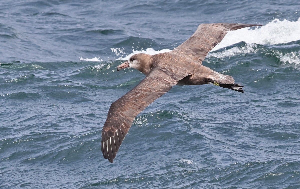 Black-footed Albatross - Glen Tepke