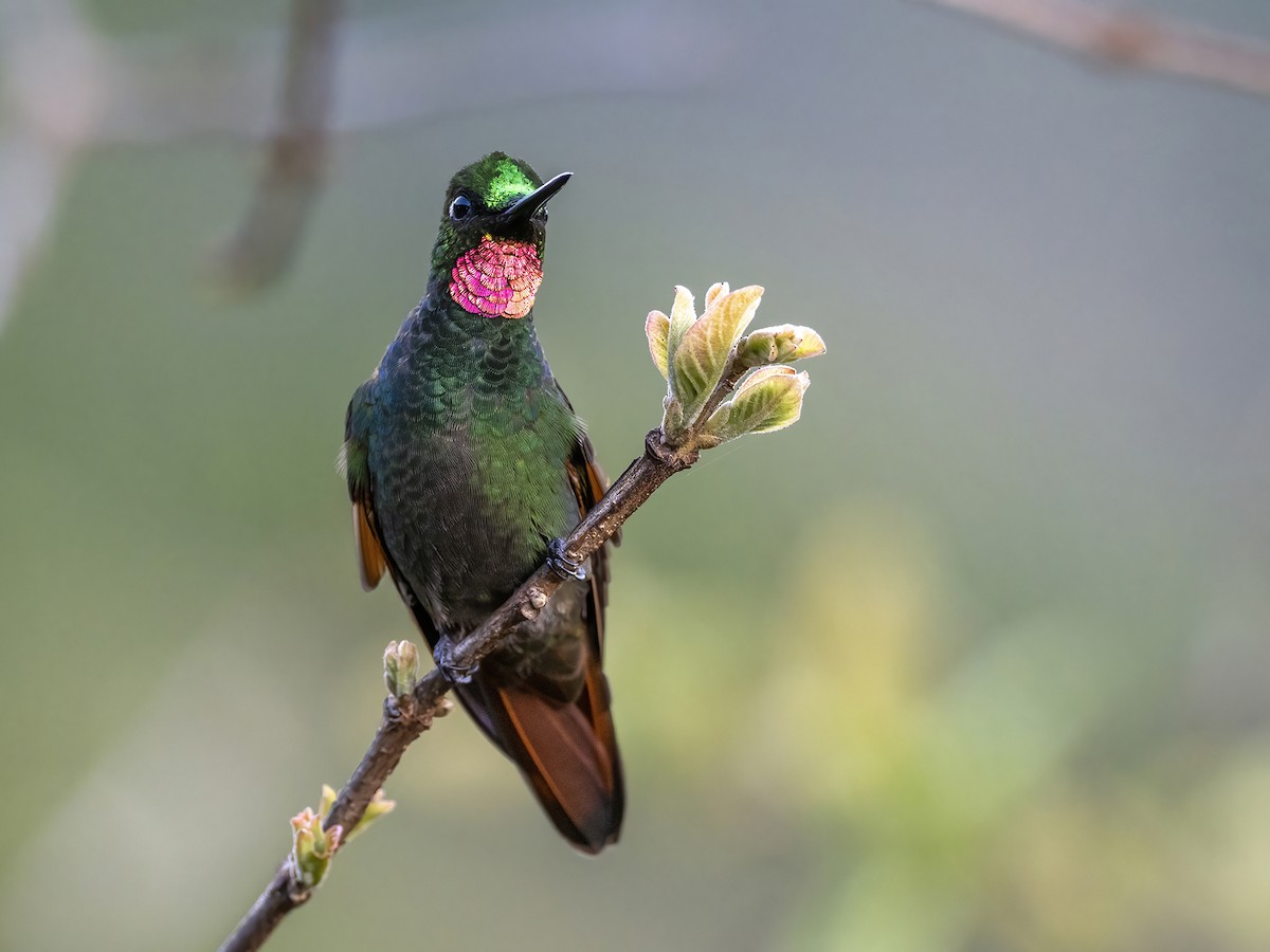 kolibřík brazilský - ML476915161