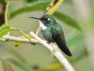  - White-throated Daggerbill