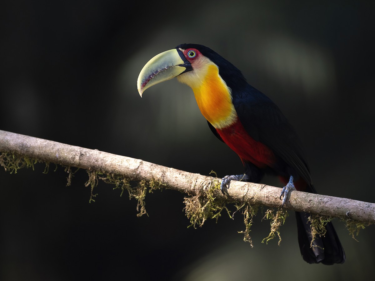 Red-breasted Toucan - ML476922041