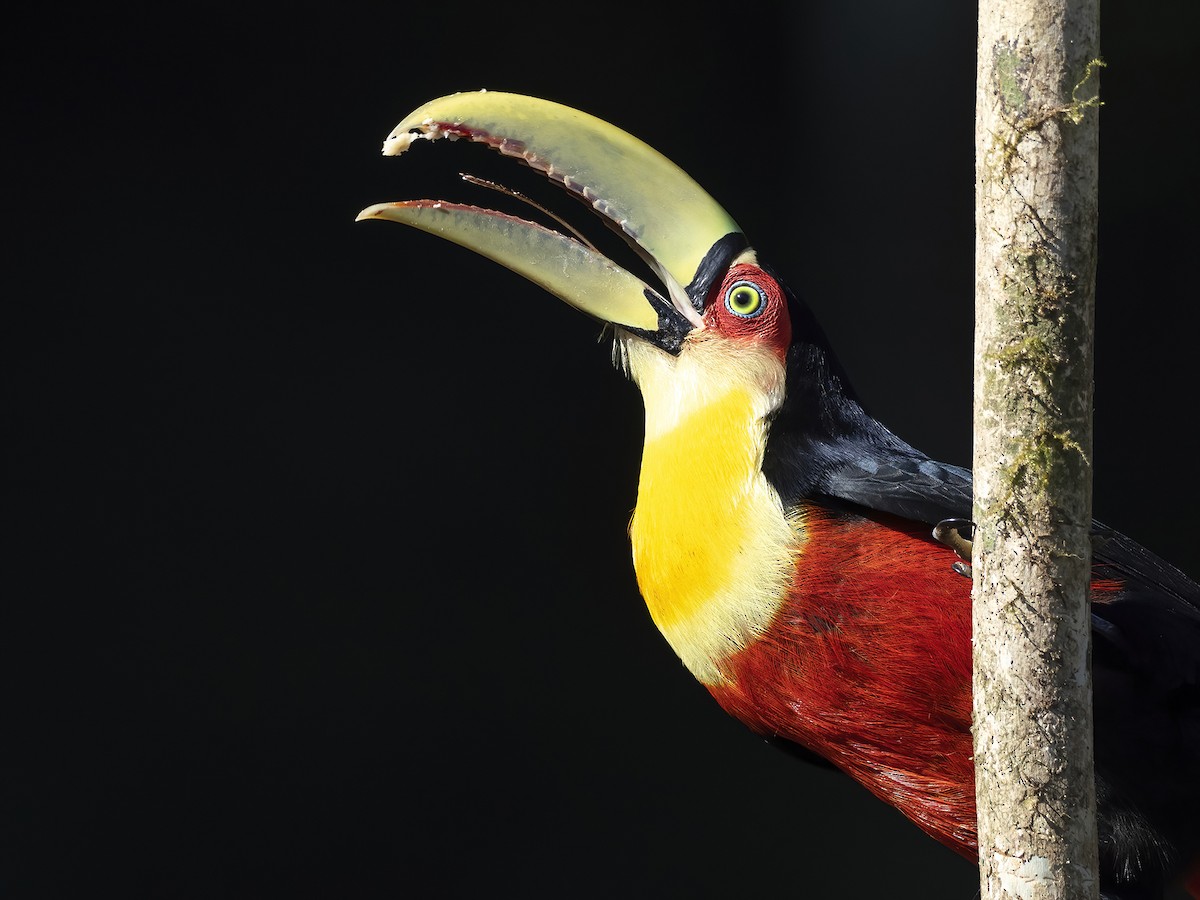 Red-breasted Toucan - ML476922051