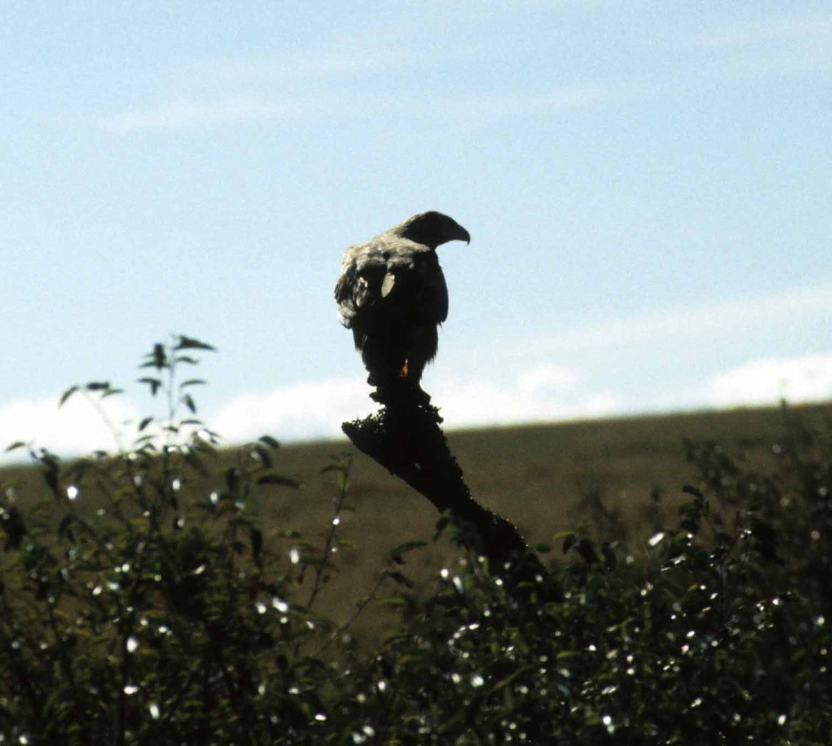 Tawny Eagle - Candace Pastore