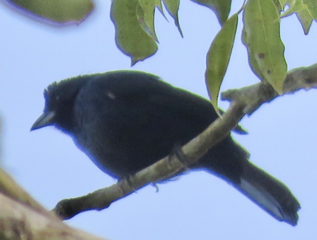 Ruby-crowned Tanager - ML476932441