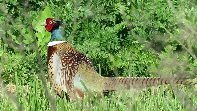 Ring-necked Pheasant - ML476933781