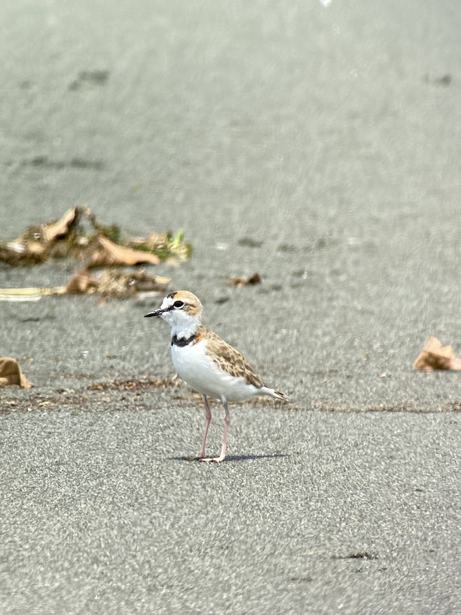 Collared Plover - ML476935731