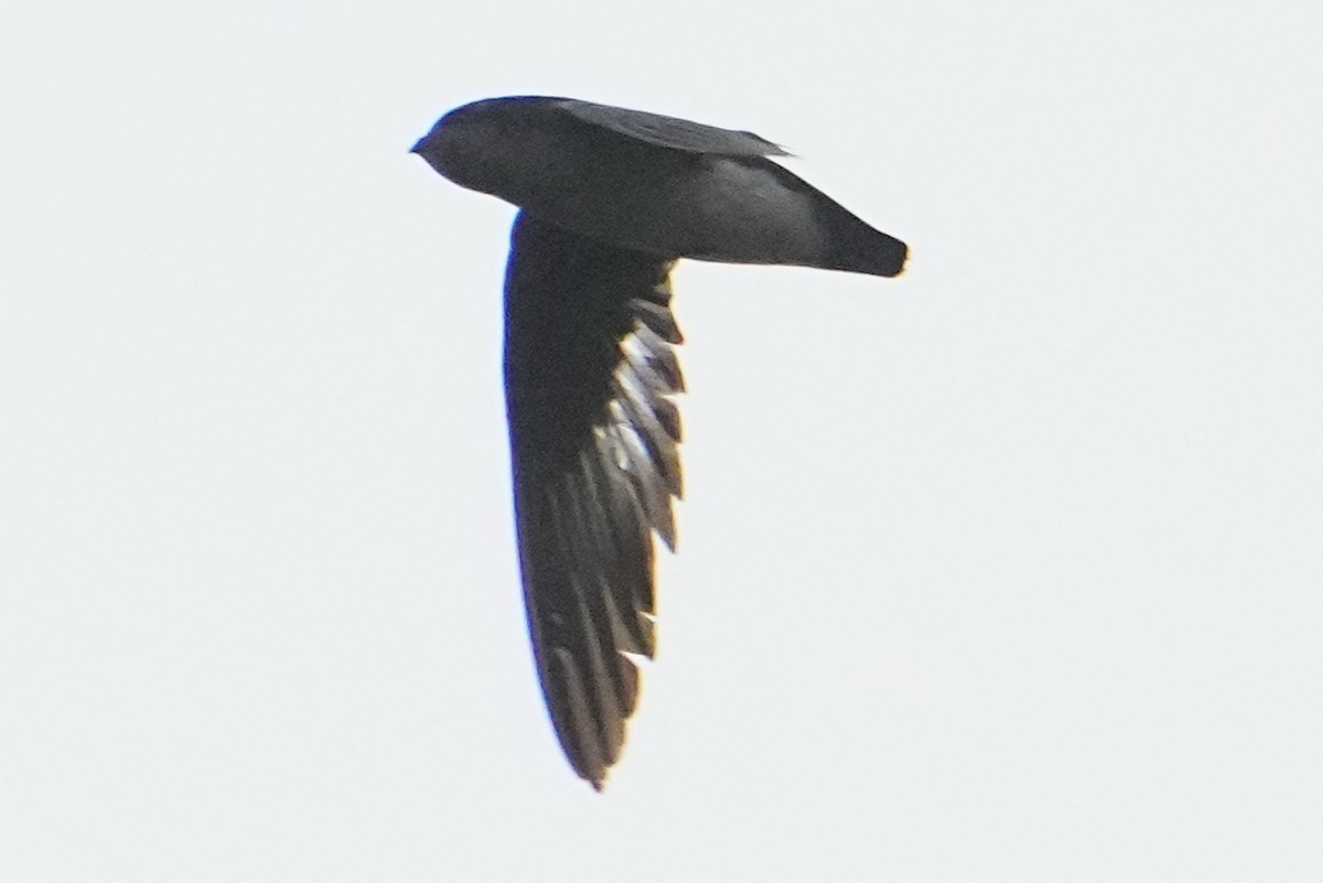 Papuan Spinetailed Swift - ML476949481