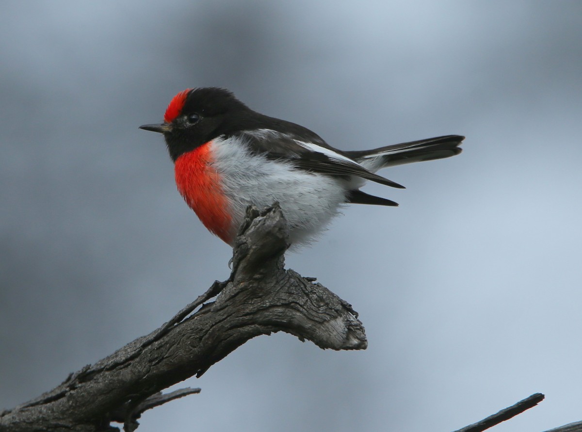 Red-capped Robin - ML476957231